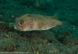 BD-090928-Lembeh-9284941-Diodon-holocanthus.-Linnaeus.-1758-[Longspined-porcupinefish.-Brunfläckig-igelkottfisk].jpg